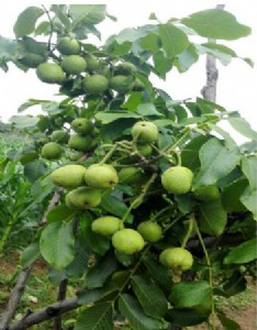 ������r�� ��(y��u)�|������ ��Ƥ������